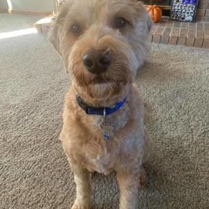 Meet your Posher, Bailey